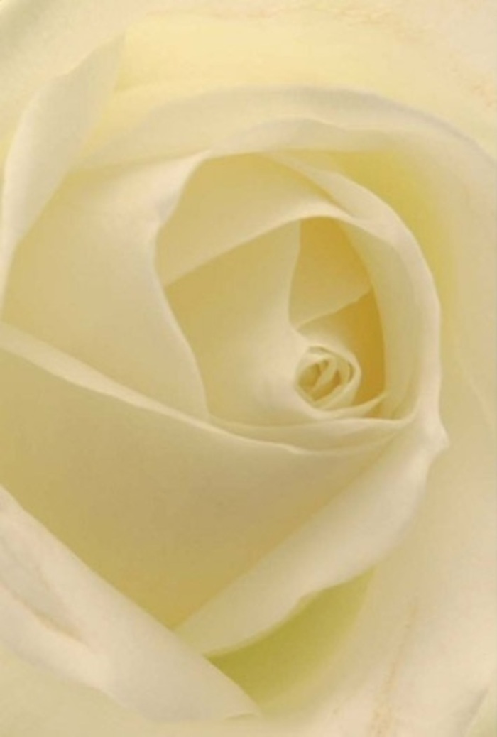Taking in the close perspective of this classic white rose, as if pausing before a display window on West Heath's tranquil streets, one is drawn to the soothing blend of creamy white and gentle illumination that defines the bloom. Each petal, layered in a subtle spiral, evokes a sense of tranquility and understated sophistication, reminiscent of the early morning calm over West Heath Park. For the local florist, this arrangement is a perfect gesture-fitting for a romantic overture, a sincere gesture of apology, or an elegant wedding centrepiece. The flawless core speaks of purity and silent strength, while the interplay of colour and whisper-light shadow elevates its natural allure. The faint, serene fragrance seems to flow from the petals, embodying the spirit of thoughtfulness that Flowers West Heath brings to every arrangement, offering beauty and comfort for any occasion within the local community.